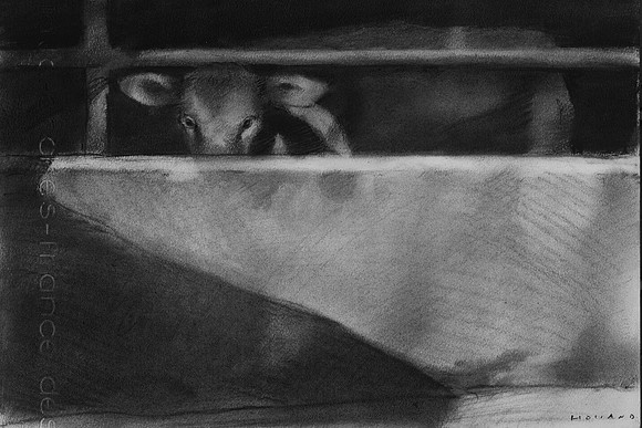 Cow in Shed, Feldmeilen, Switzerland
