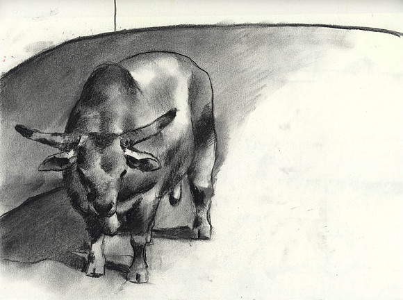 Rodeo Bull, Fort Smith