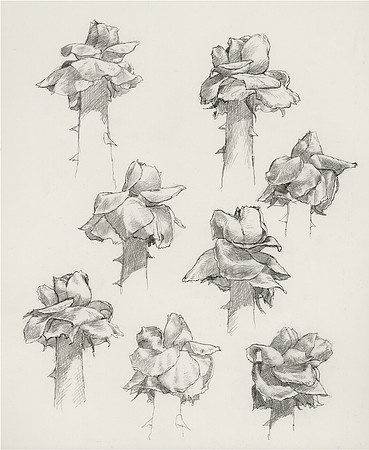 Study of Rose Petals