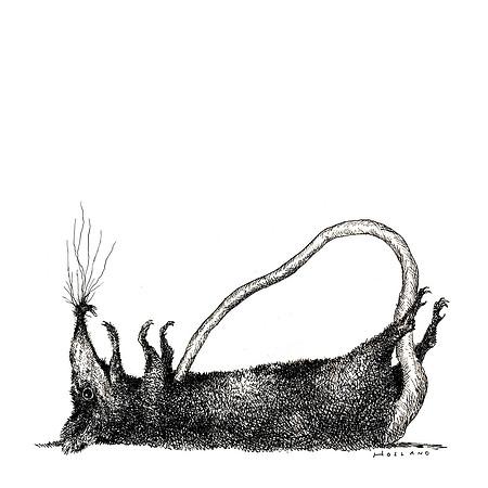 Brother Rat