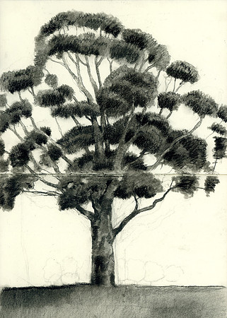 Funny Looking Tree, Melbourne, Australia