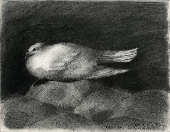 Dove, Mission of San Juan Capistrano, California