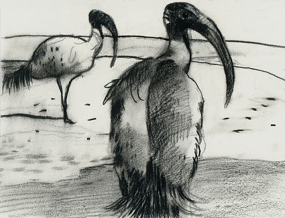 Cranes, Sydney, Australia