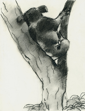 Kaola in a Tree, Sydney, Australia