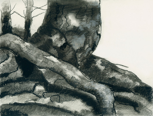 Tree and Roots, Utah