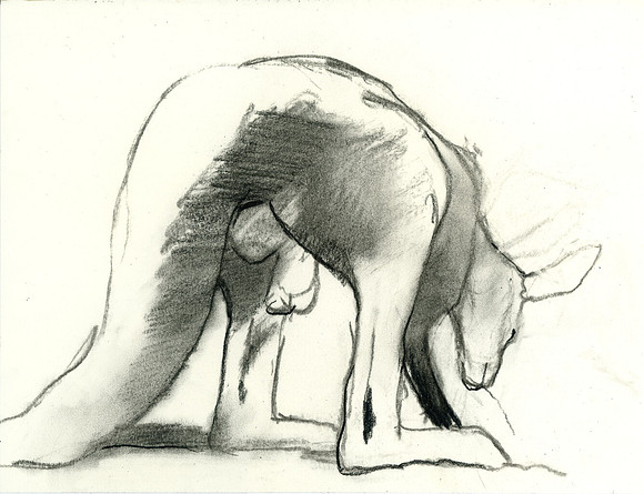 Unfinished Kangaroo, Sydney