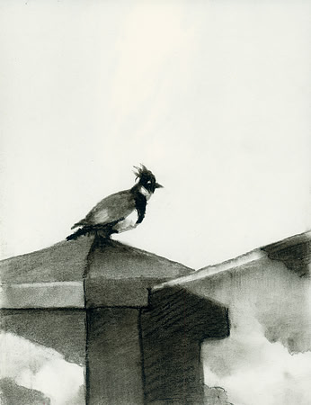 Bird on a Post, Turtle Bay, Hawaii