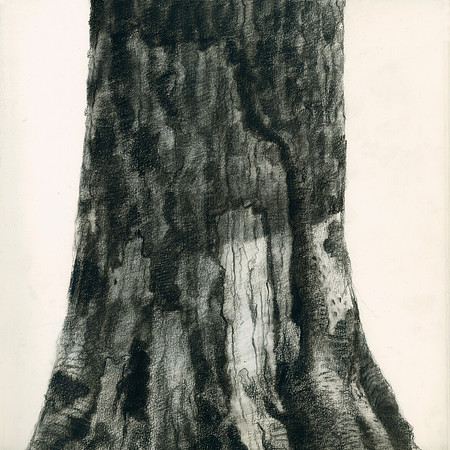Sunlight on a Tree Trunk, Kansas City