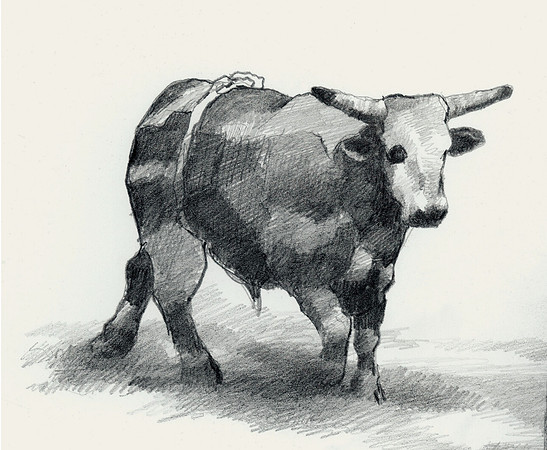 Bull with a Flank Strap, Rodeo Bull, Fort Smith, Arkansas