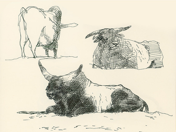 Bulls at a Rodeo, Fort Smith, Arkansas
