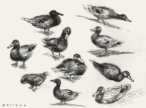 Ducks at the Limat, Zurich
