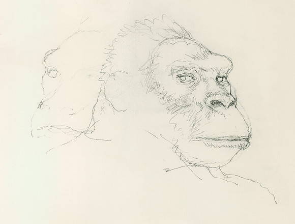 Gorilla, Singapore