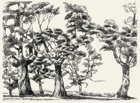 Little Thicket