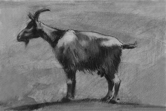 Mountain Goat, Mount Rigi, Switzerland