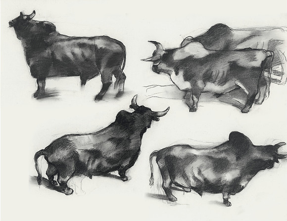 Bulls at a Rodeo, Fort Smith, Arkansas