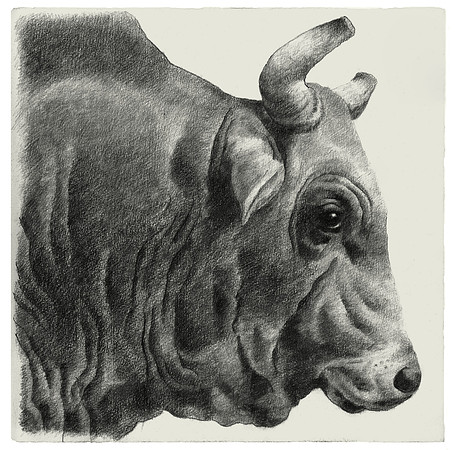 Portrait of a Bull