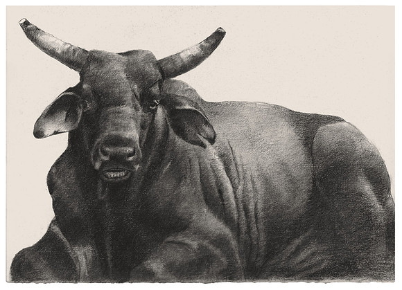 Resting Bull