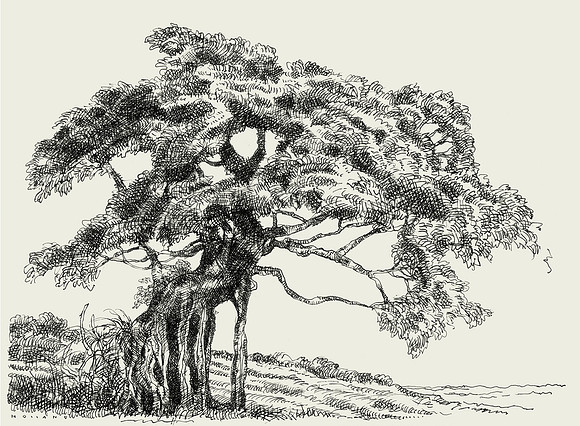 Gulfside Tree, Fort Lauderdale