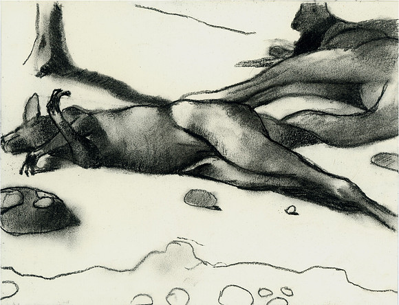 Sleeping Kangaroos, Sydney